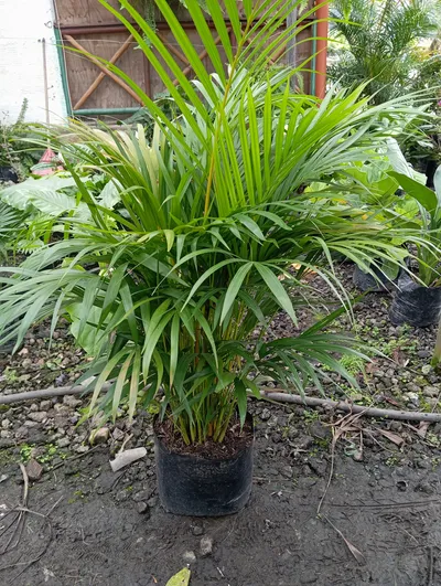 Palma Areca-0