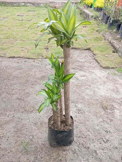 Tronco de la felicidad-2