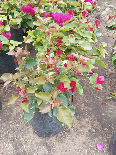 Veranera común surtida-0