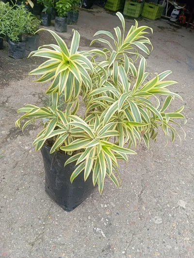 Cancion de la india-0