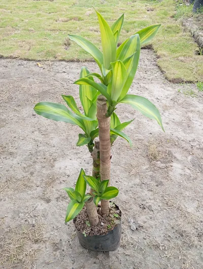 Tronco de la felicidad-1
