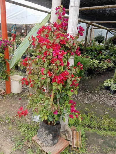 Veranera envarada comun-0