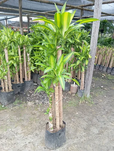 Tronco de la felicidad-3