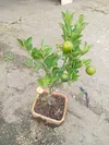 bonsai calamondi-thumb-0