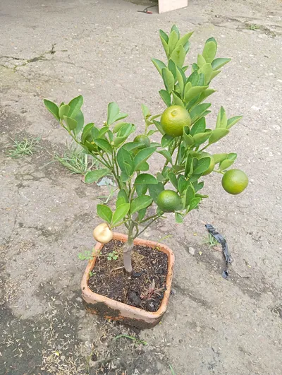 bonsai calamondi-0
