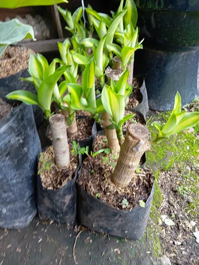 Tronco de la felicidad-0